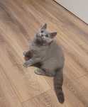 Pui de pisică British Shorthair