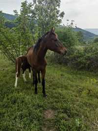 Чистокръвен английски кон