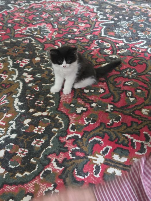 Очаровательные котята — домашние, ласковые и очень игривые.