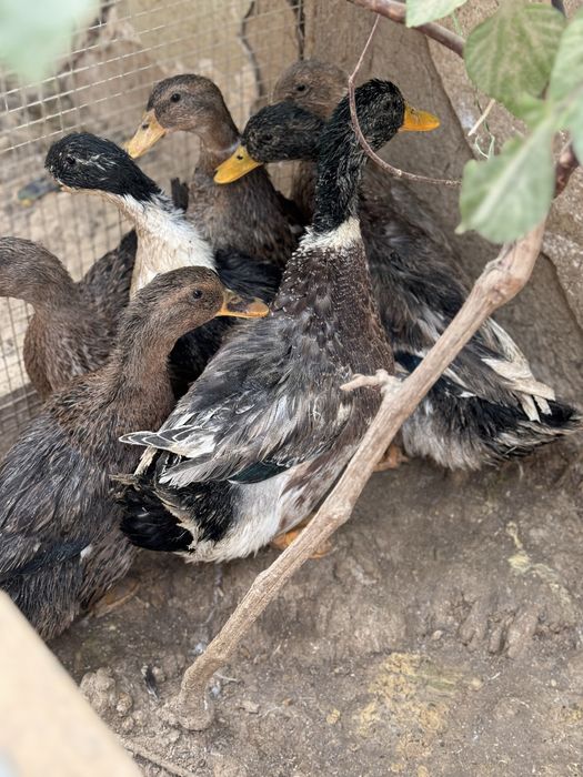 Урдаклар сотилади - Продам уток