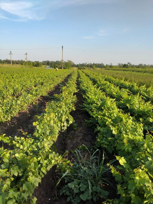 Butași viță de vie anul 2 și anul 3