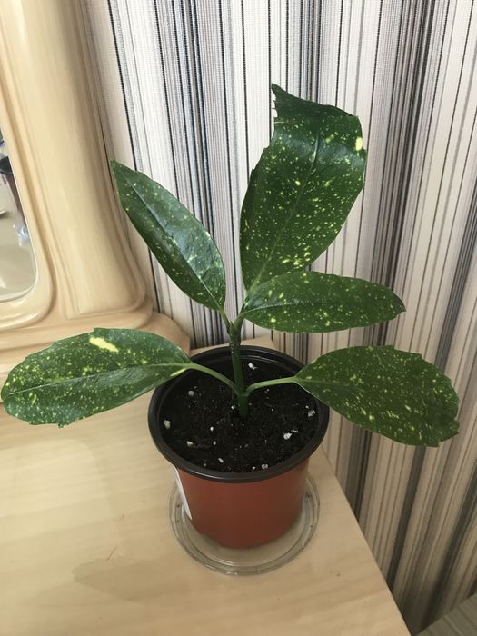 Продаю комнатное растение Аукуба японская или Золотое дерево