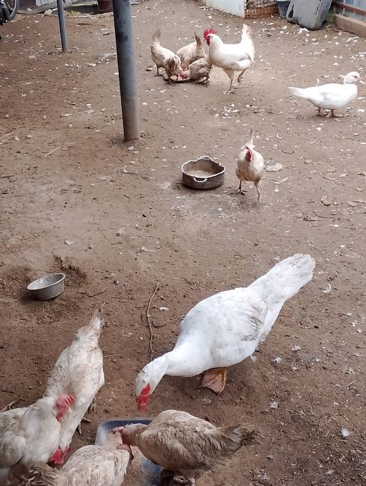 Продам курей  несушек 11 штук по 1500 тенге