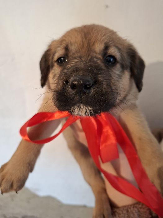 Щеночек девочка в поиске дома