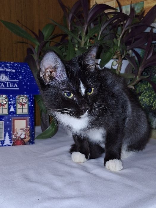 Наоми ищет самую добрую и хорошую семью