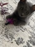 Маленькая кошечка