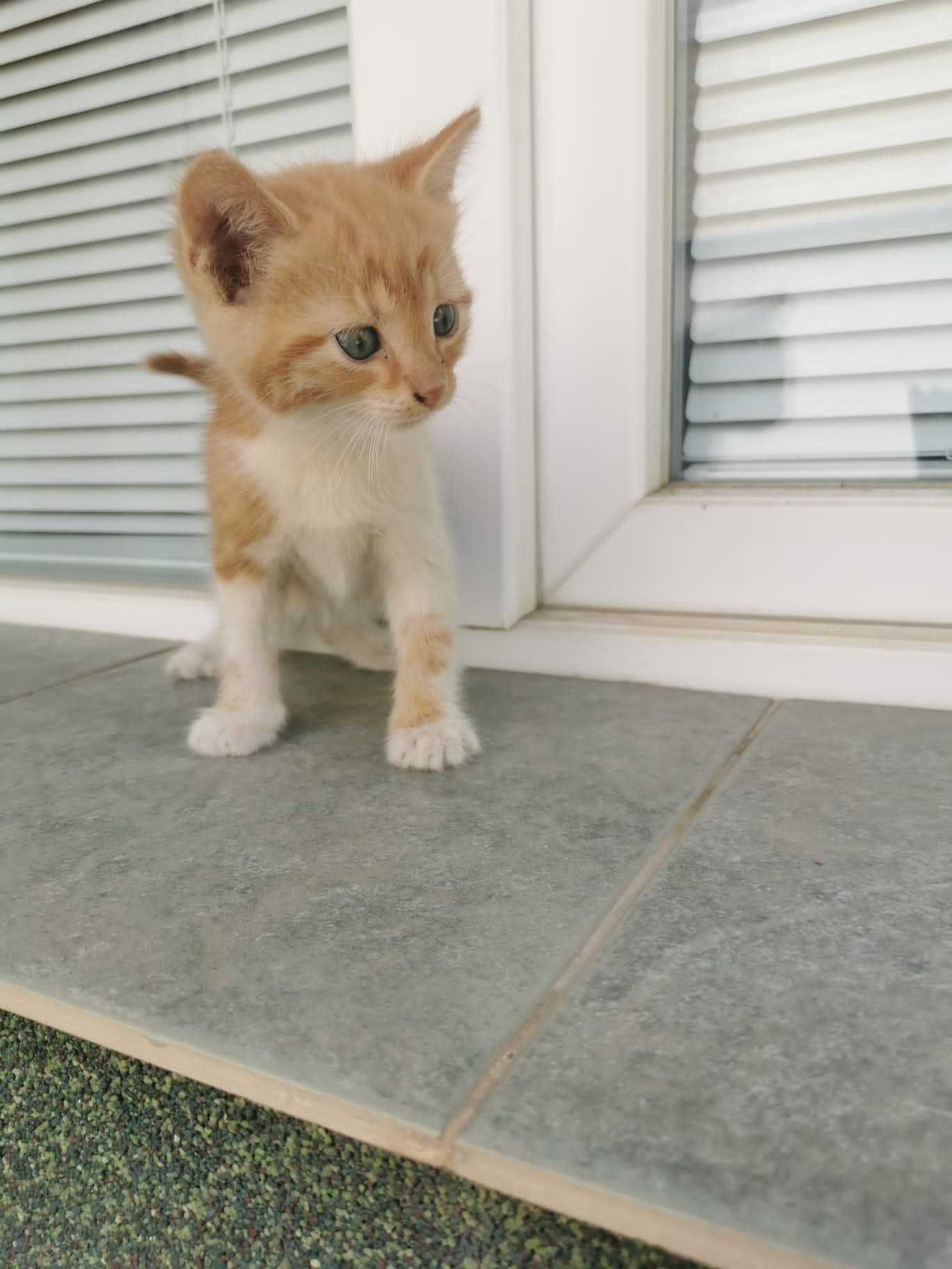 Подарявам котета мъжки