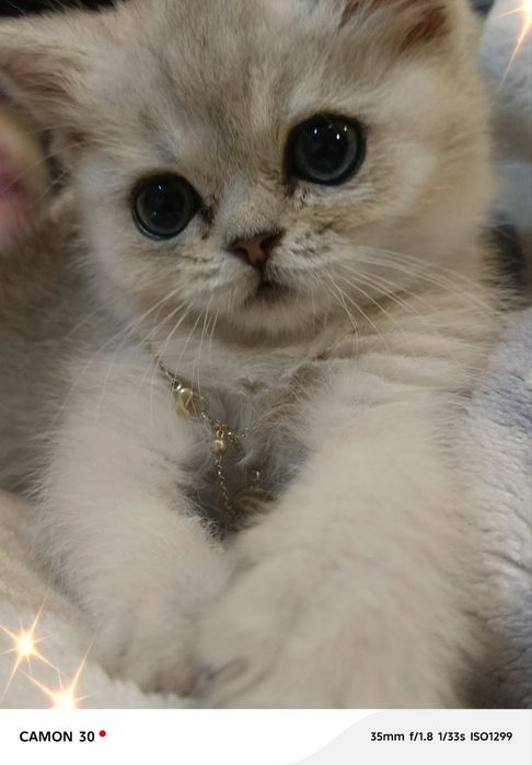 Котенок на продажу