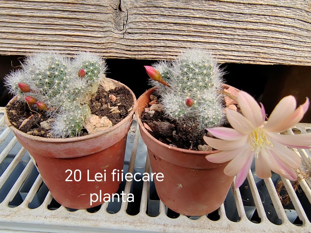 Cactusi si stapelii de vanzare (steaua serifului)