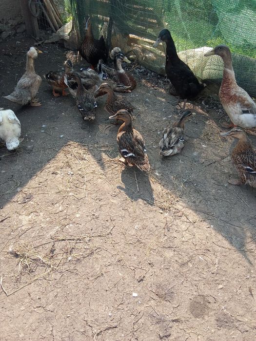 Rate sălbatice de vanzare
