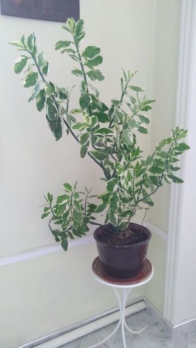 Продам комнатный цветок