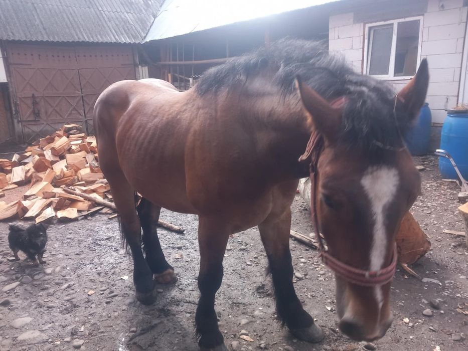 mânz de vânzare de 3 ani