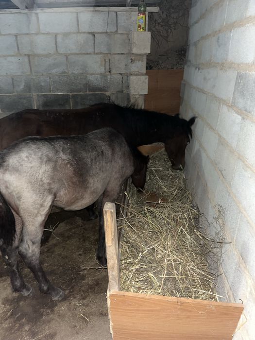 Тай жабағы еркек ұрғашы келісім бар