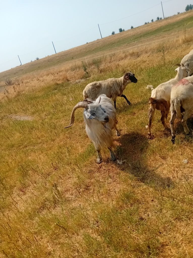 Vând țap de rasa