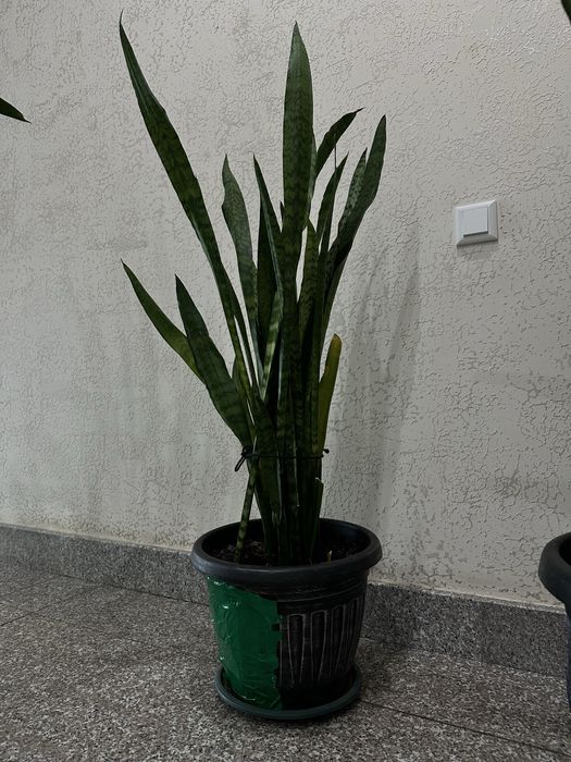 Продам цветок сансевьера