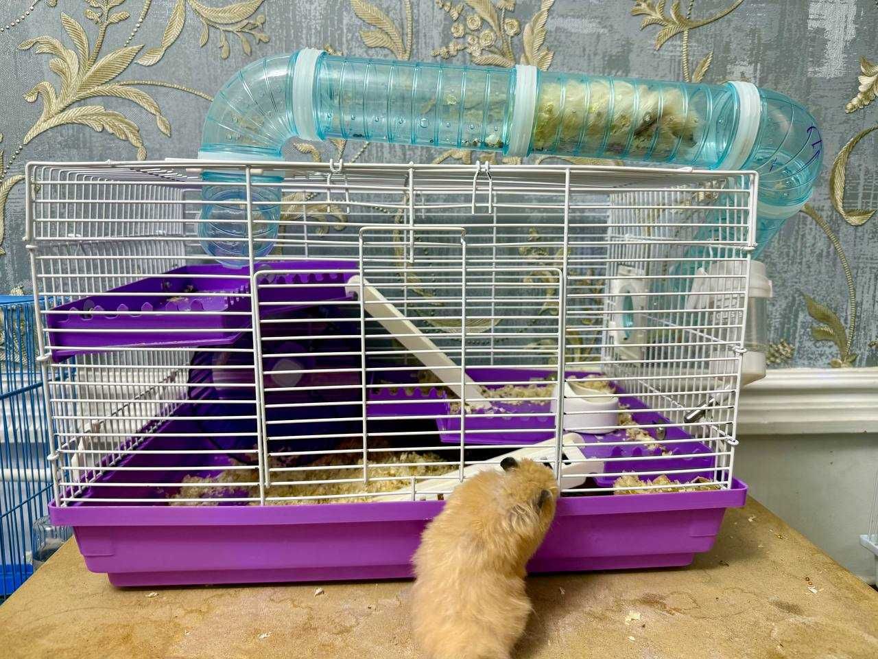 Хомячки с клеткой