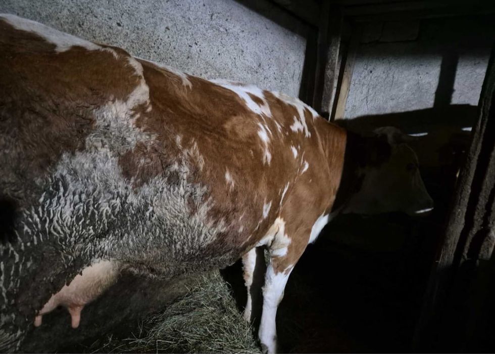 Vand vaca baltata romaneasca