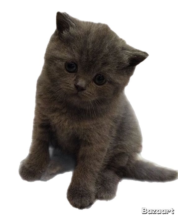 Девочка британка Скотиш страйт