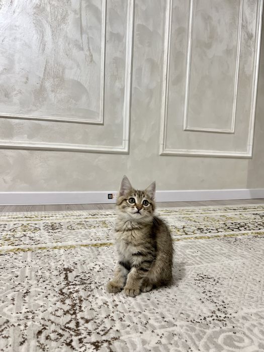 Продается котята