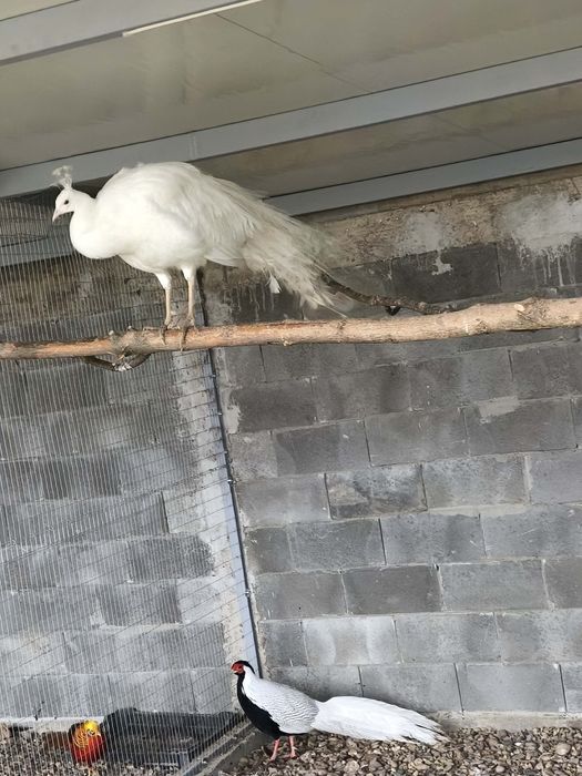 Продавам или заменям мъжки бял паун