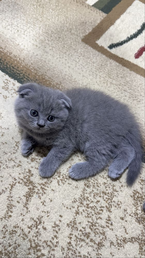 Котёнки от шистрые игрывые очень воспитыные красывые