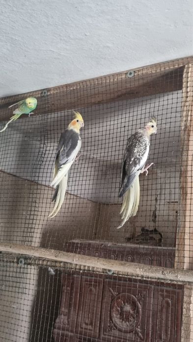 Papagali Perusi nimfe papagali cantatori perus nimfa