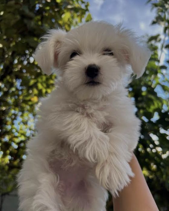 Donez Bichon Maltez mai multe detalii la numarul de telefon