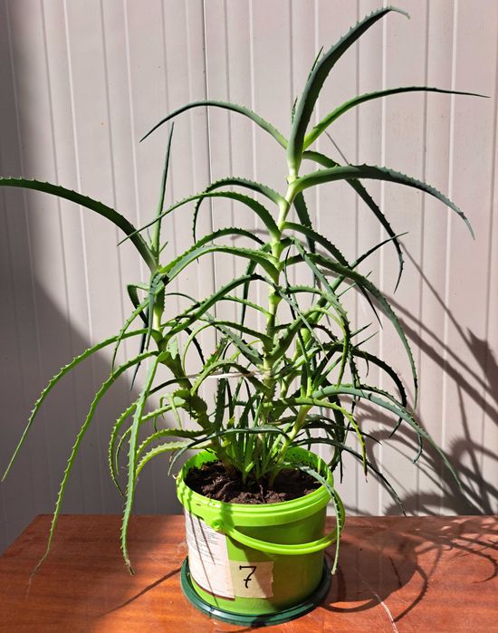 Продавам растение Алое (Aloe Аrborescens) в саксия