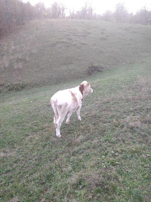 Vând vițel pentru tăiere