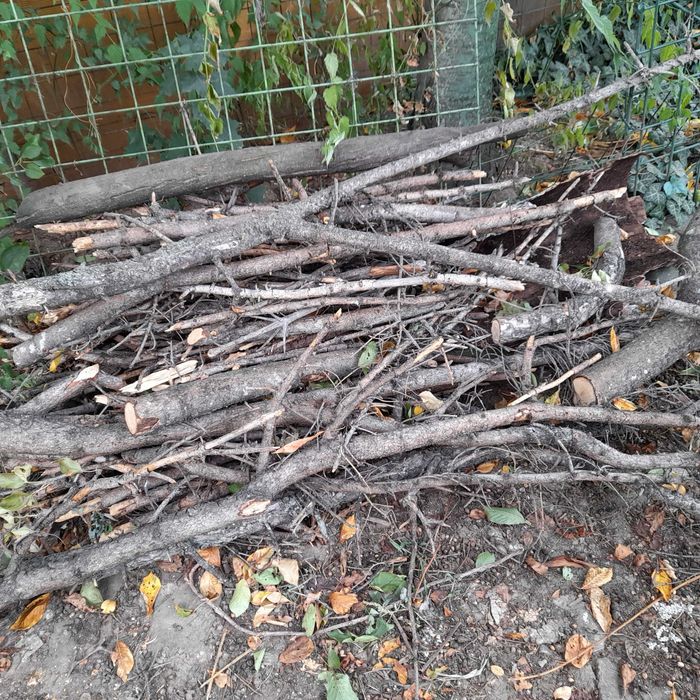 lemne de foc, provenite dintr- brad uscat.