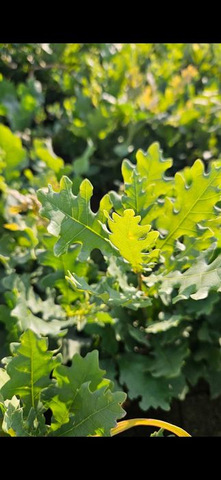 Puieți de ulm, stejar,lemn cainesc,salcioara,frasin