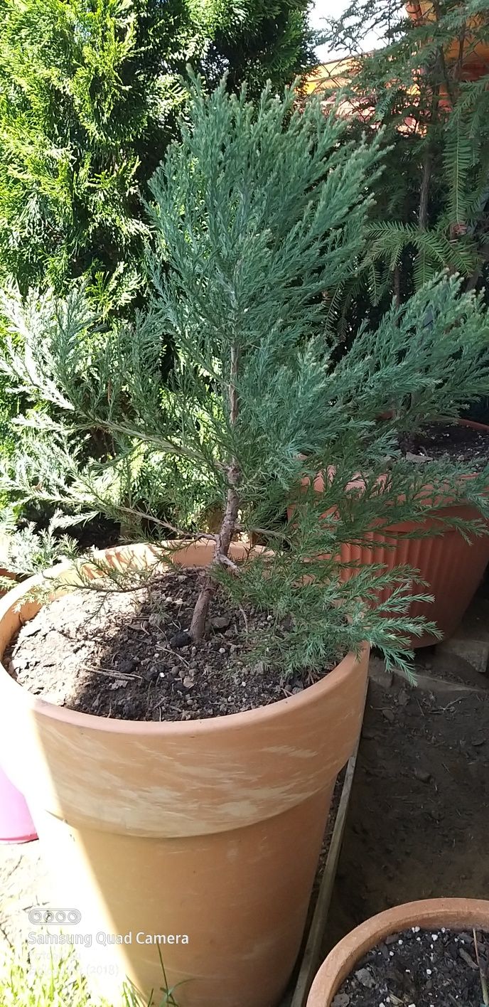 Sequoia Giganteum / Mammutbaum - Un Colos Verde pentru Grădina Ta