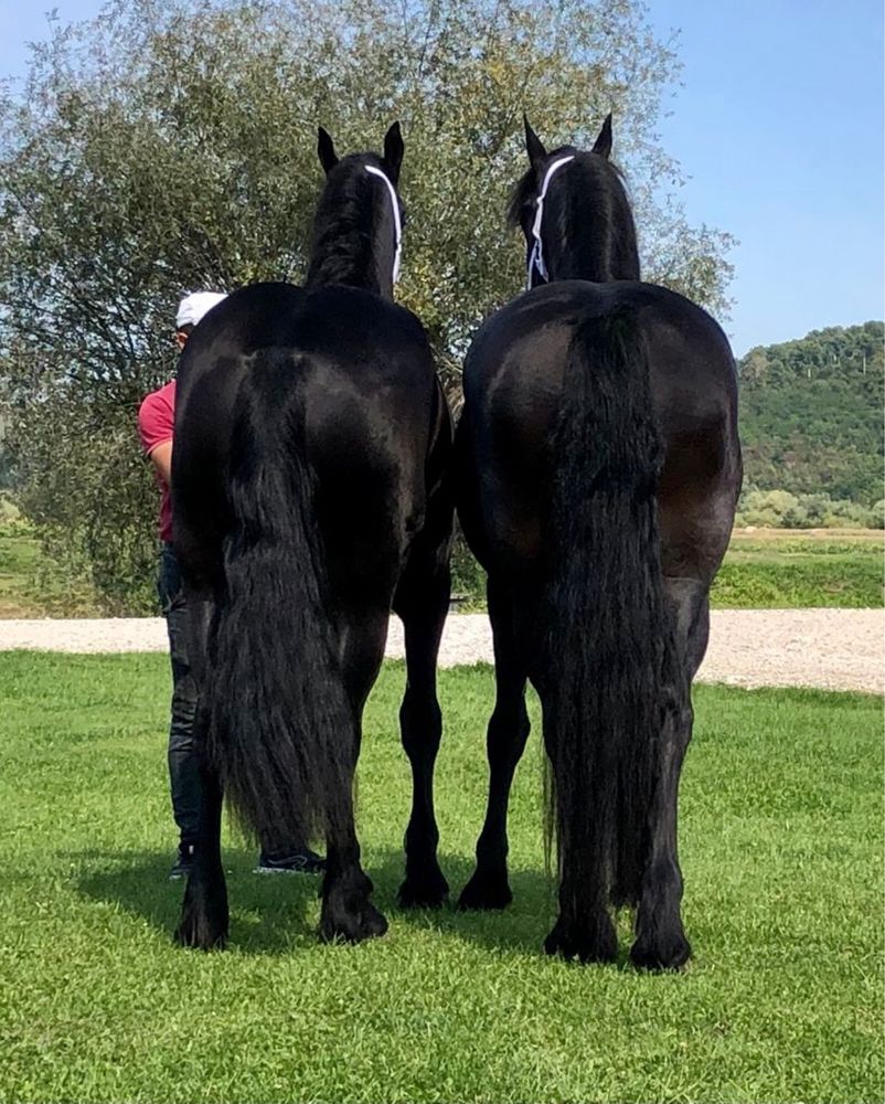 Iepe Friesian pereche Frizian Echitatie trasura calarie