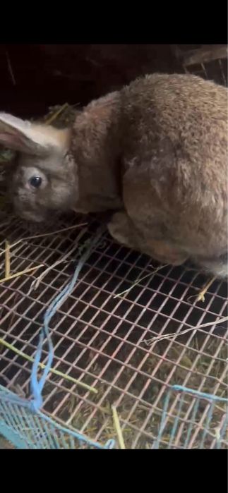 Vand o pereche de iepuri