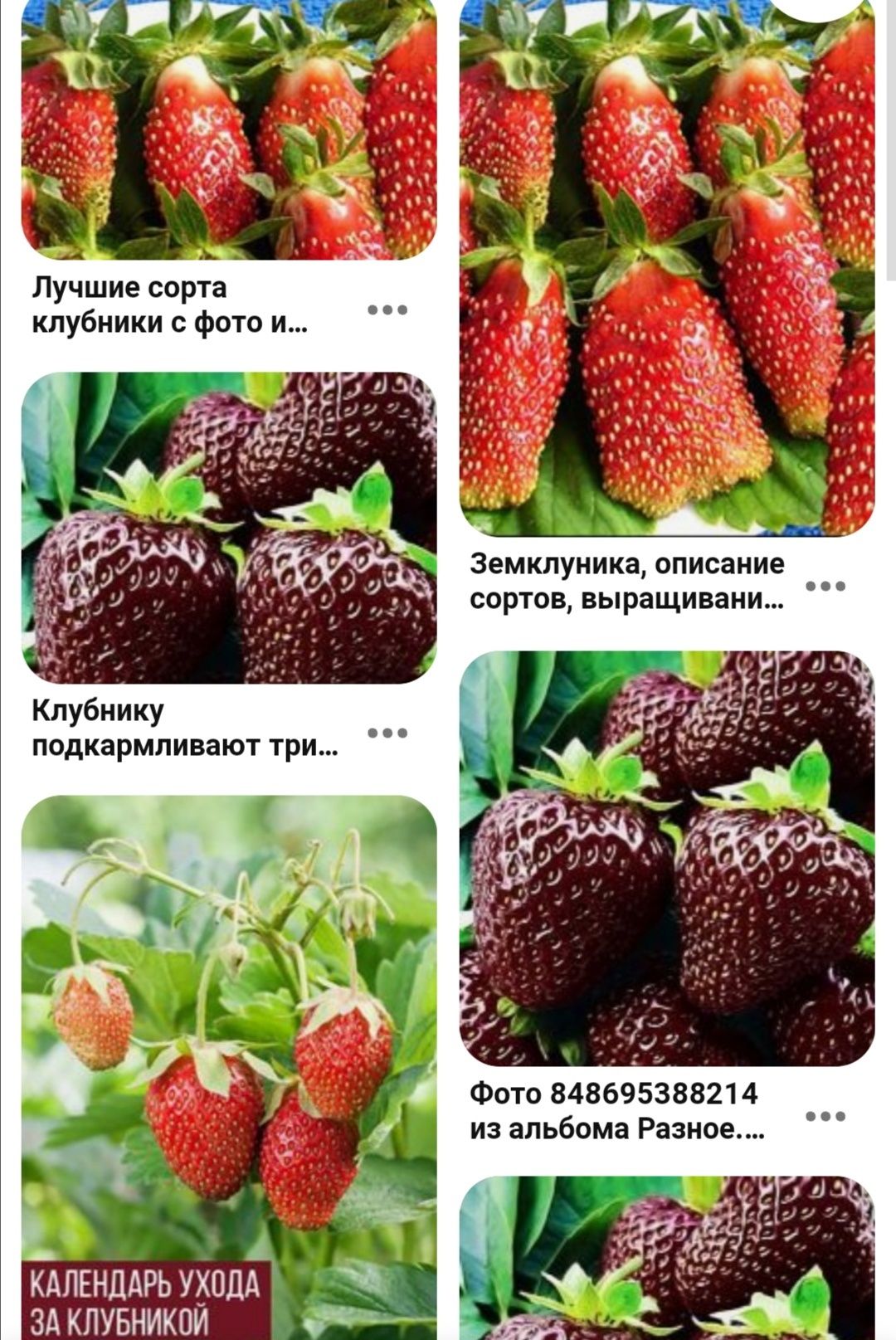 В продаже саженцы клубники