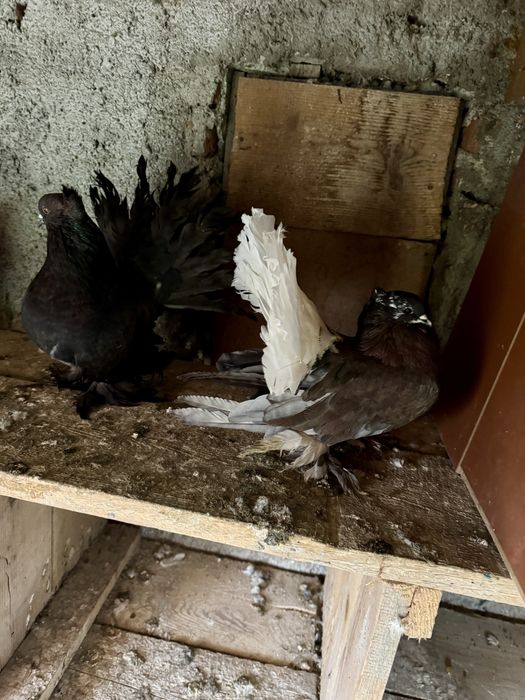 Porumbei Voltati Indieni