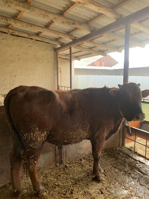 Buqacha tez va arzon Sotiladi