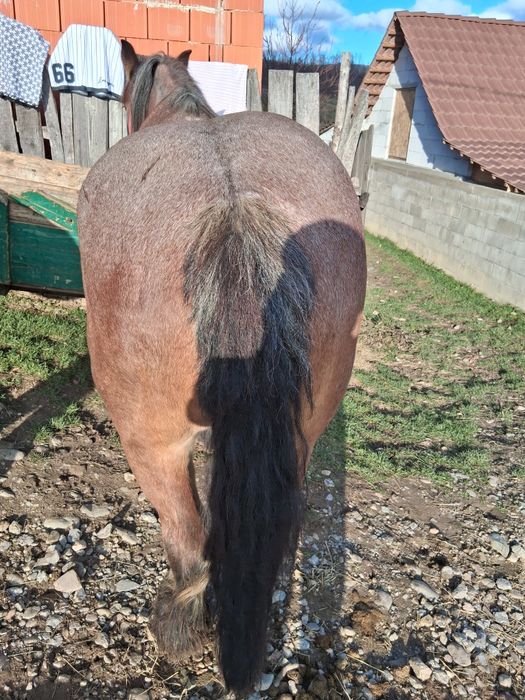 Vând iapa și manză