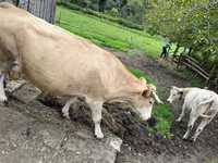 Vând vacă bălțată românească cu vițel