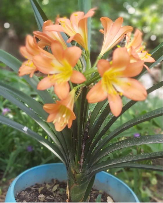 Кливия комнатное растение