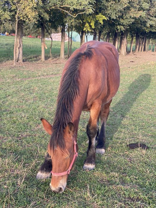 Vand manz de 1 an jumate