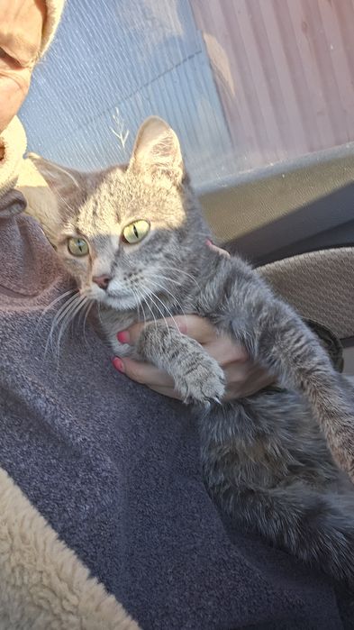 Отдам котёнка 10 месяцев приучен