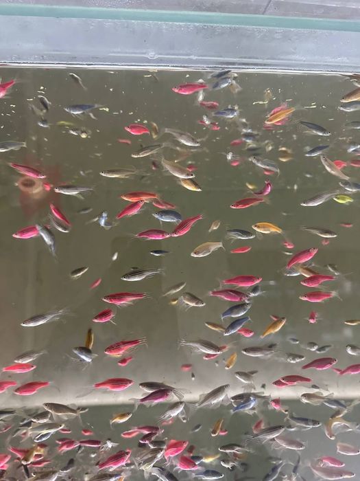 Ассалому алайкум хаммага данйо баликлар бор.