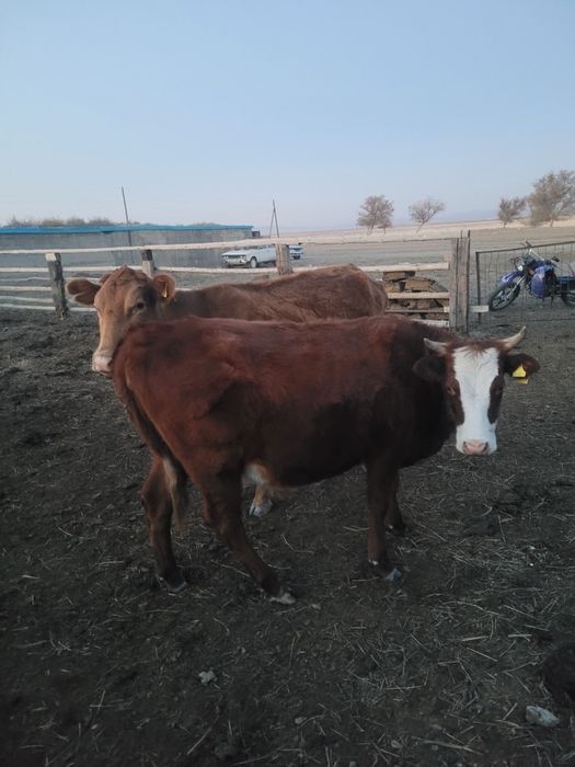 1.5 жасар тайынша