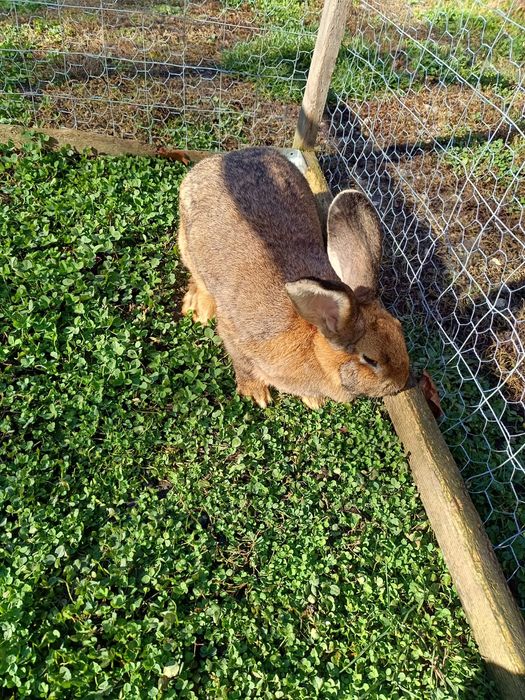 Vând iepuroaică tânără
