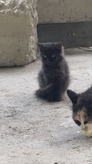 Котята бесплатно