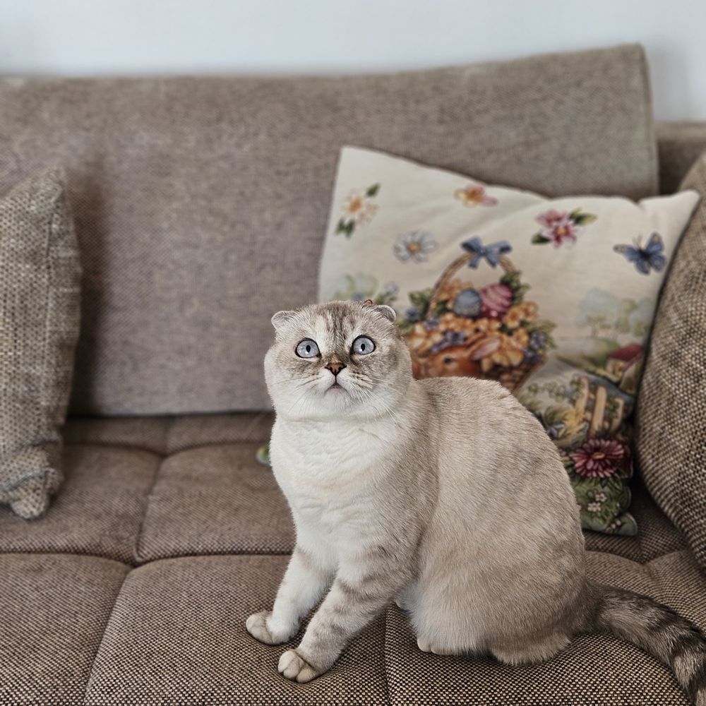 Fetiță Scottish Fold White Color Point