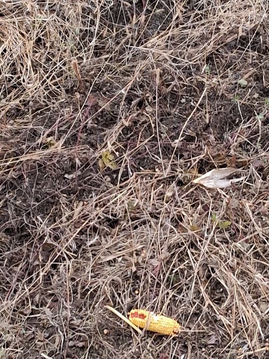 Vnd baloti rotunzi pănuși și pae