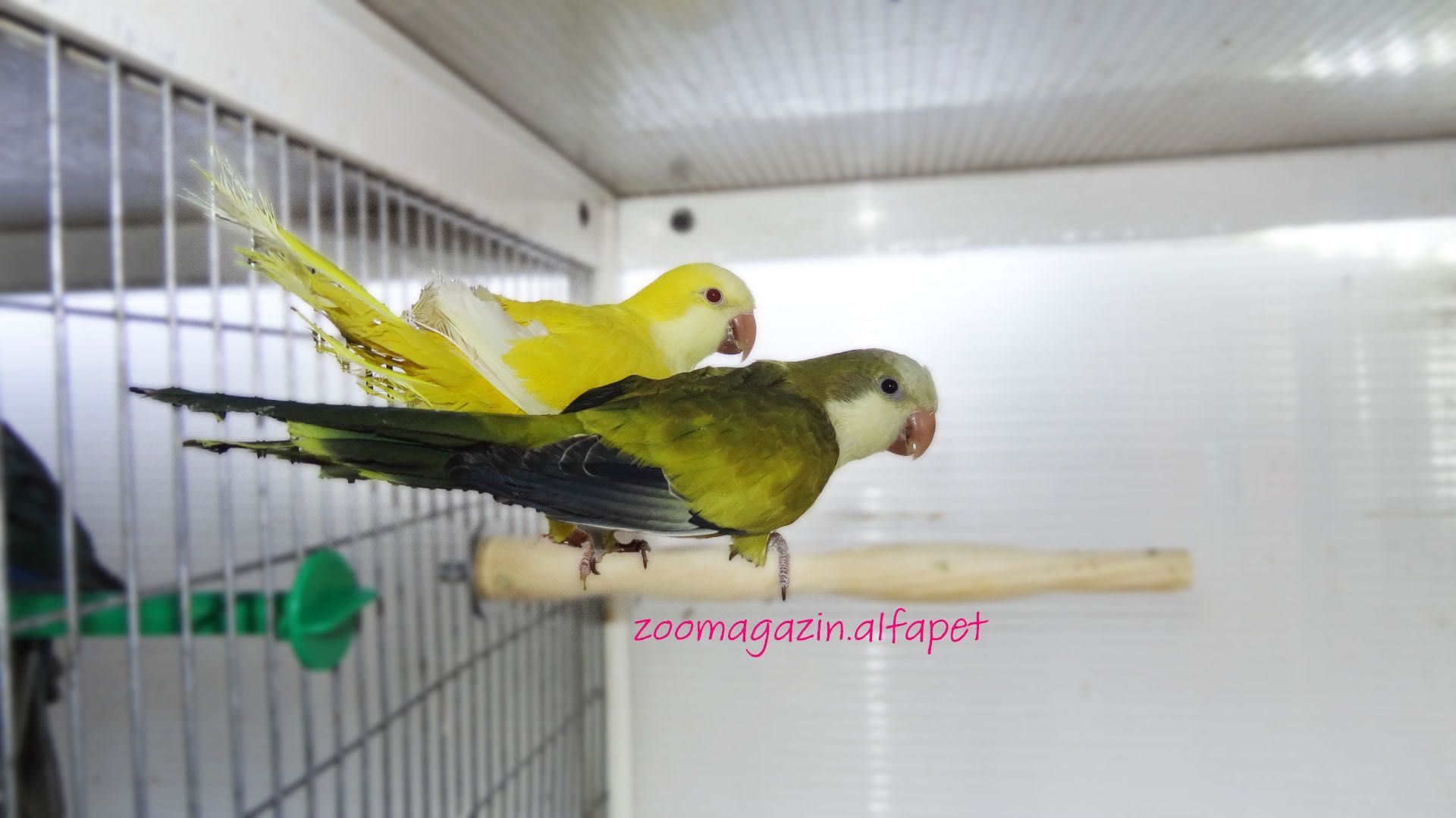 Монашески папагали - син, жълт, зелен