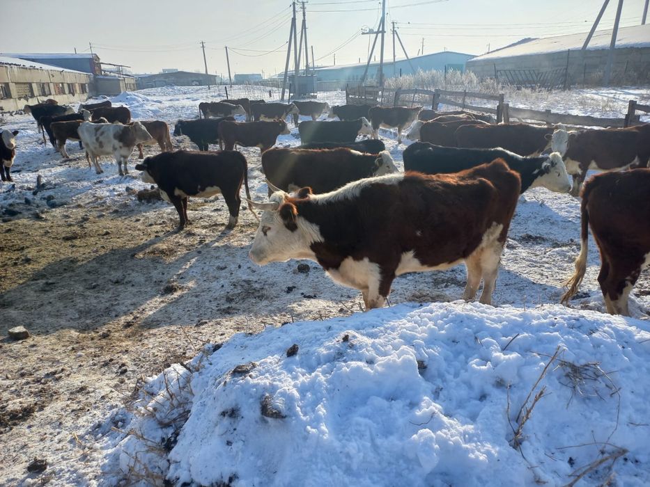 Продам корову подсосная 4 года! Бычок 6 месяцев